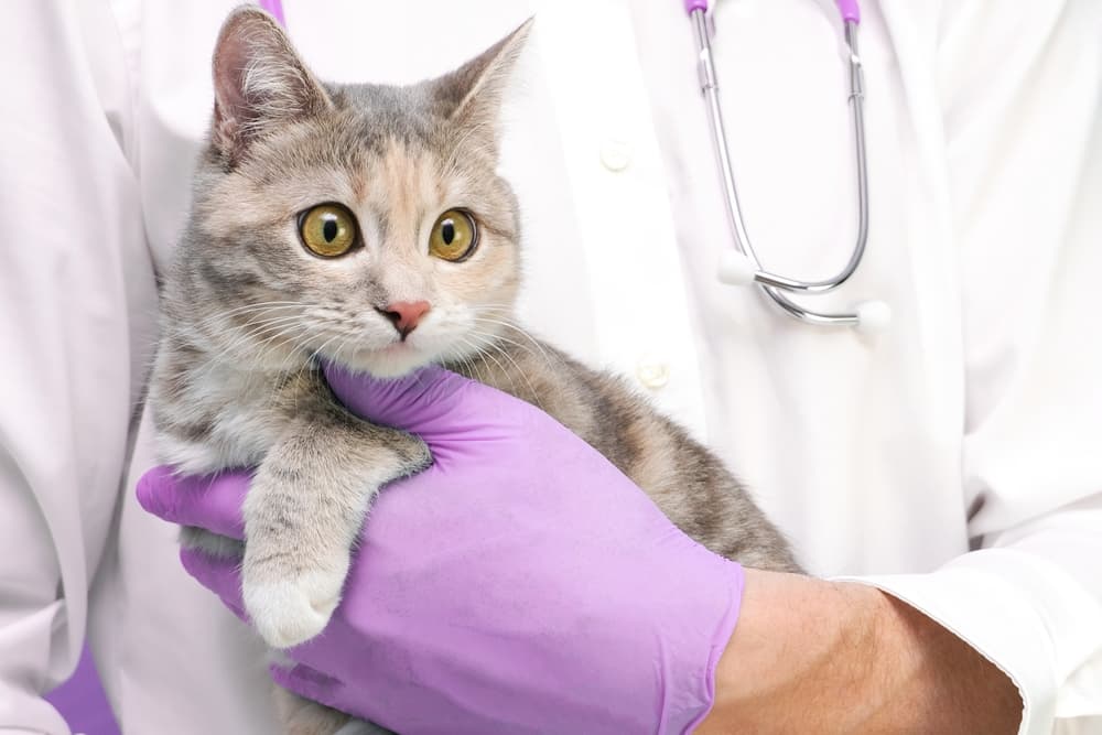 Cat being examined by veterinarian