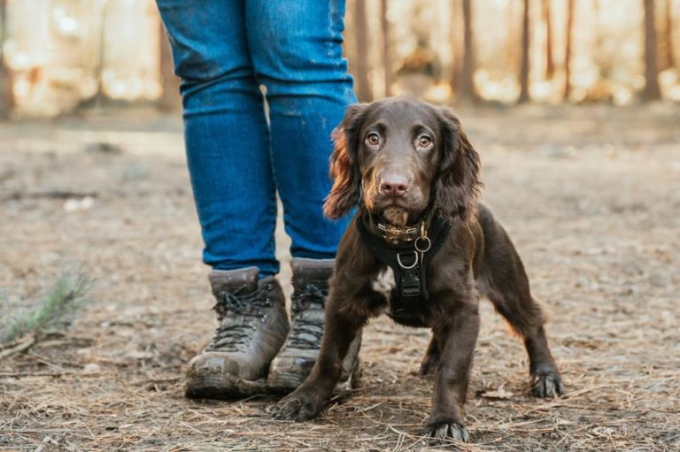 Chocolate Sproodle puppy in the woods at owner's feet