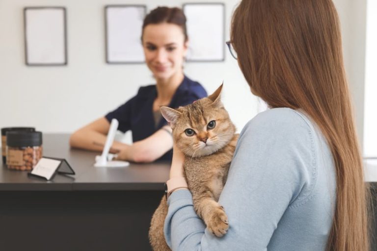 A pet parent brings her cat to the vet for treatment