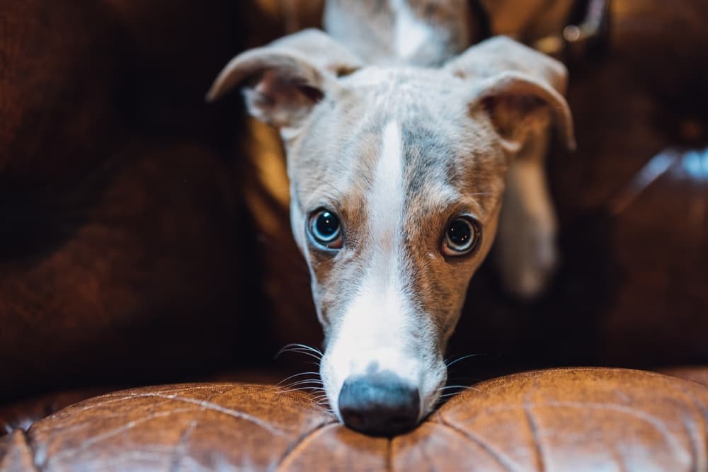 Dog giving puppy dog eyes