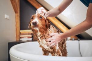 Dawn Dish Soap for Fleas: Does It Work? Great Pet Care