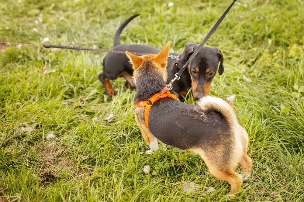 Dogs sniffing each other at park