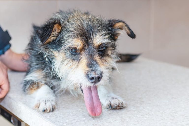 Liver Cancer in Dogs Great Pet Care