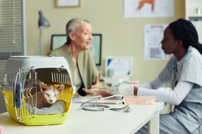 Veterinarian discussing cat care