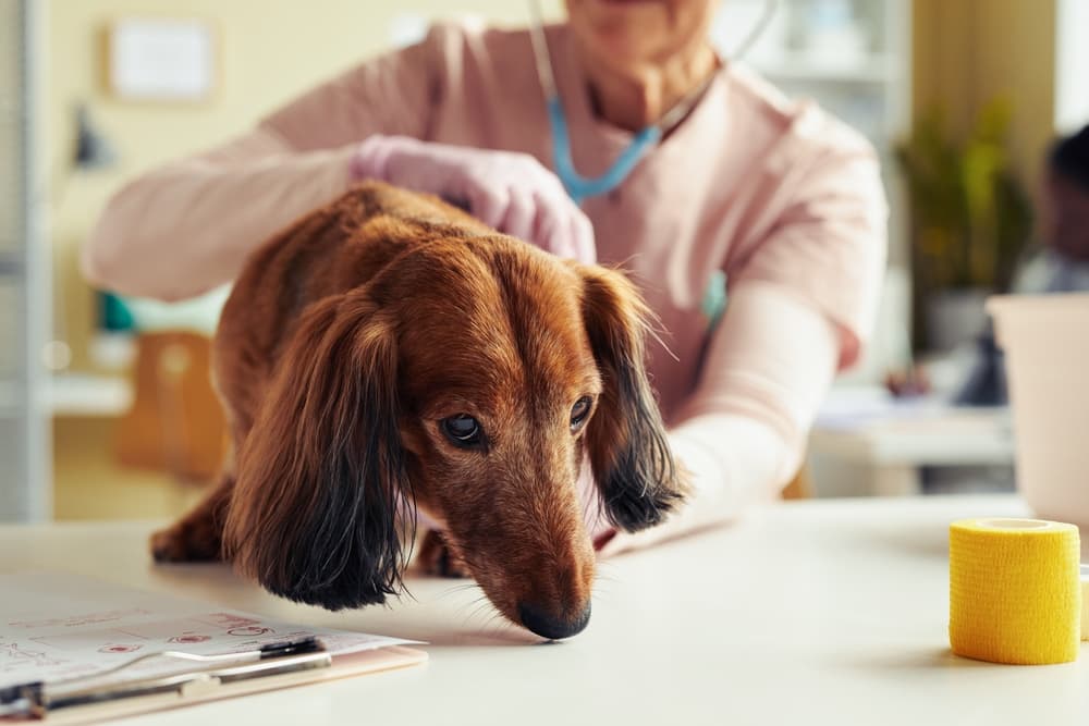 Veterinarian examining Dachshund