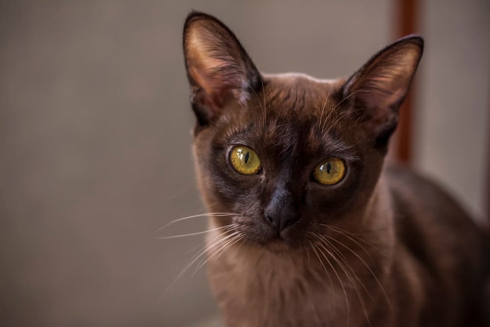 Burmese cat