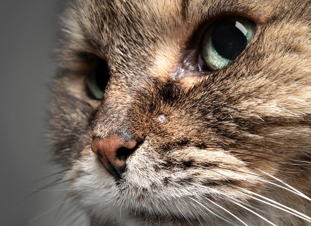 Cat with growth on face