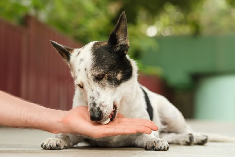 Dog Arthritis Treatment Plan Steps and What to Expect Great Pet Care