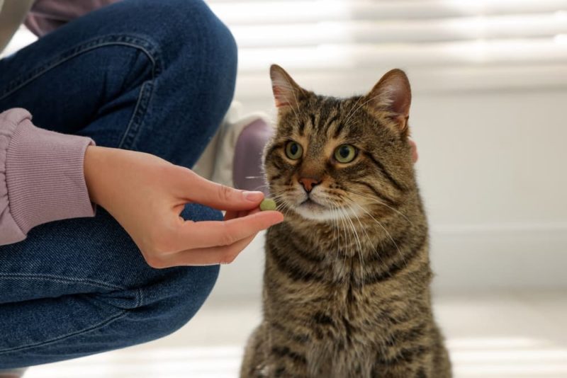 How to Give a Cat a Pill Expert Tips and Tricks Great Pet Care