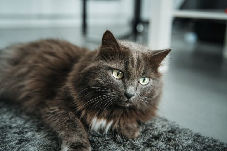 Male gray cat on floor