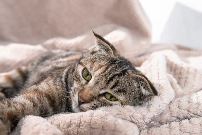 Signs of Cancer in Cats Symptoms to Watch For