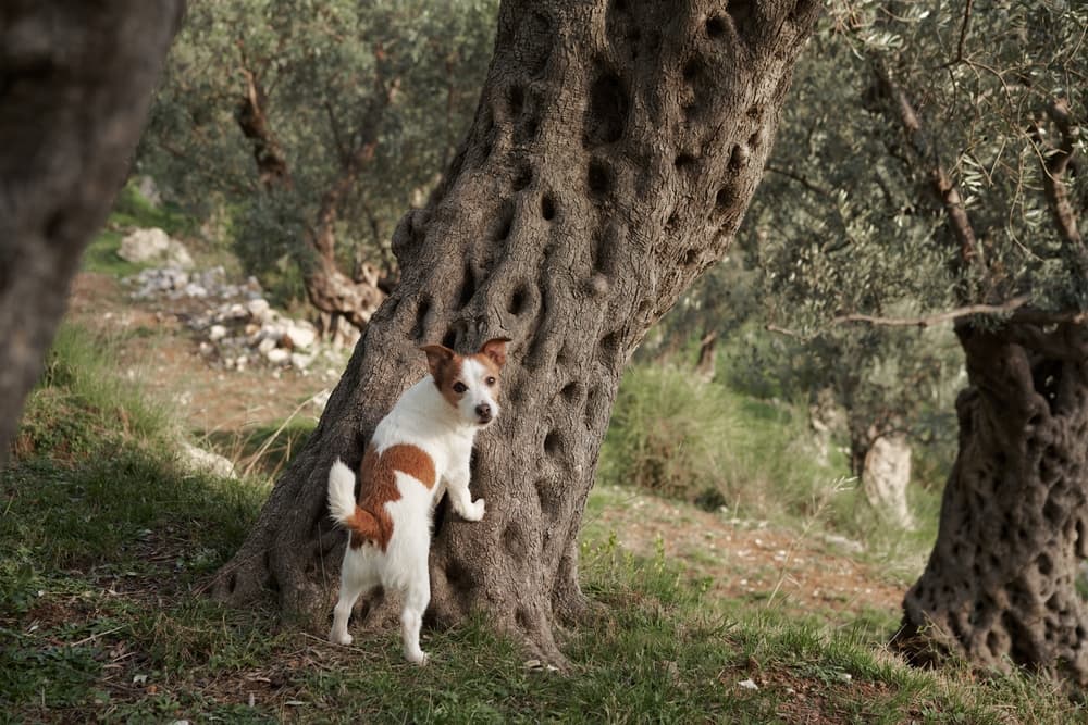 Olive tree poisonous to sales dogs