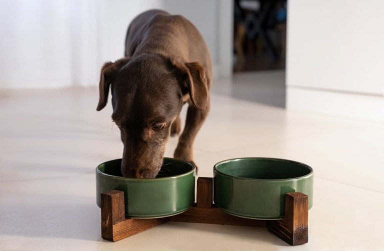 7 Top Reasons to use Clay in your Dog's Diet Regime - My Pet