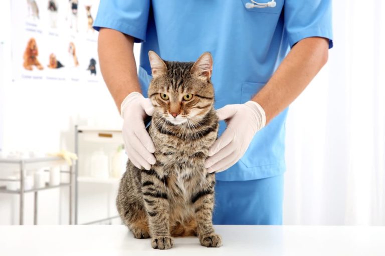 Blood in Cat Stool 11 Common Causes Great Pet Care
