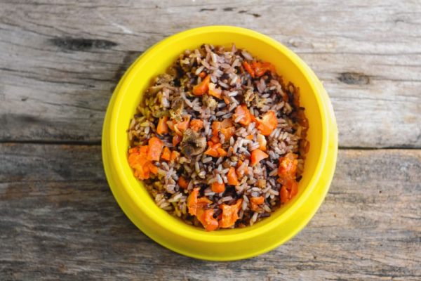 Dog Cancer Diet: Food Recommendations and Feeding Tips | Great Pet Care