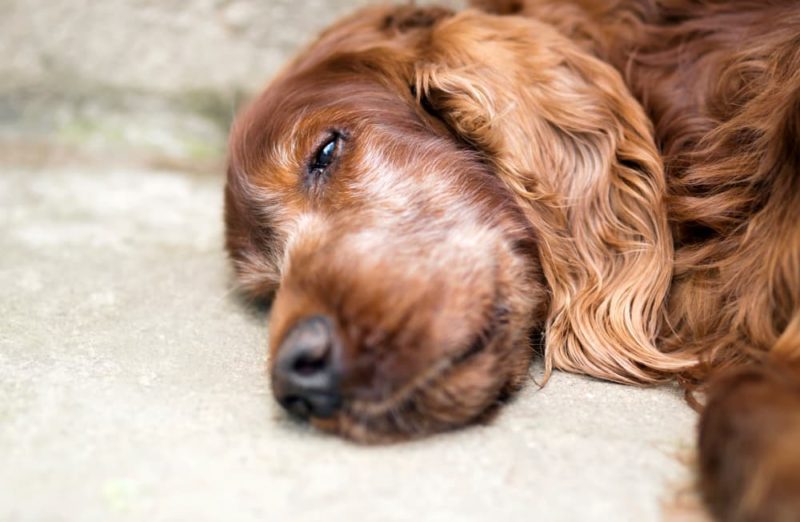 Dog Euthanasia End of Life Options and Preparation Guide Great Pet Care