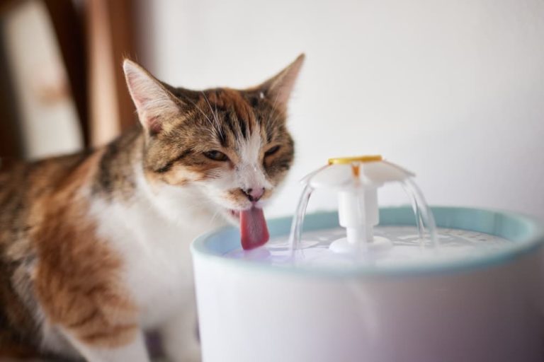 Why is My Cat Drinking a Lot of Water? Great Pet Care
