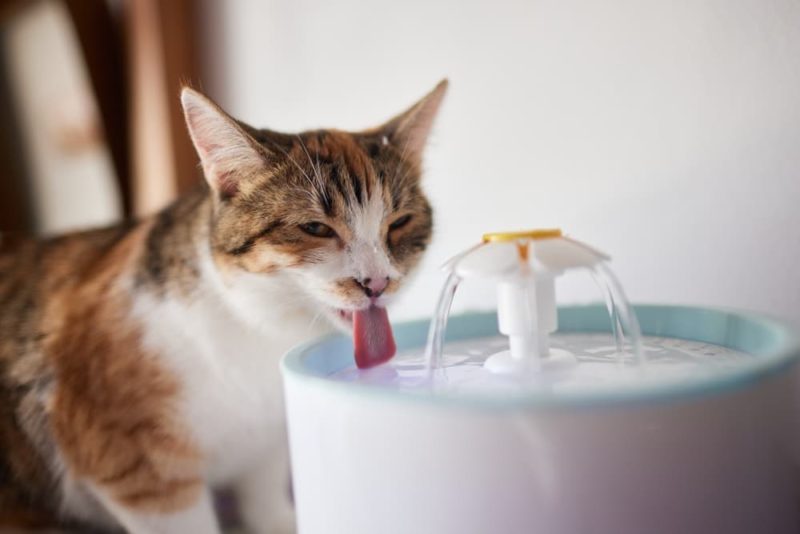 Why is My Cat Drinking a Lot of Water? Great Pet Care