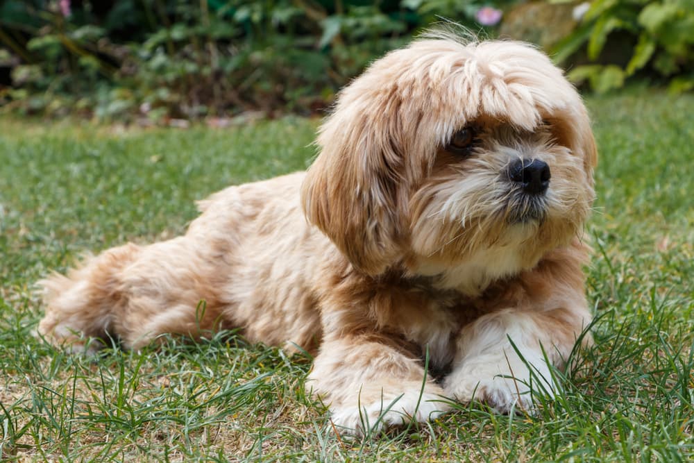 라사압소(Lhasa Apso) 납작한 얼굴의 개가 풀밭에 누워 있다