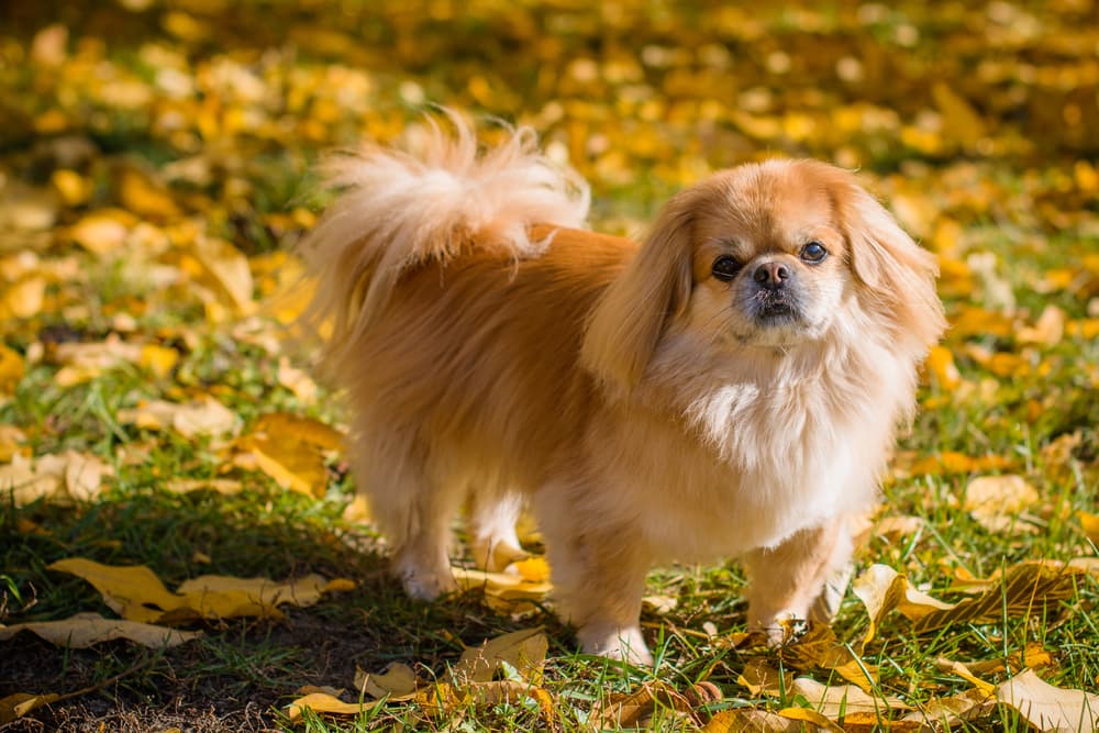 Pekingese dog outside in the sun