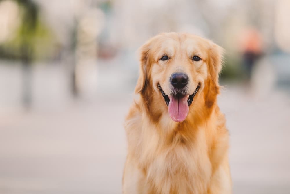 Golden Retriever standing outside looking goofy