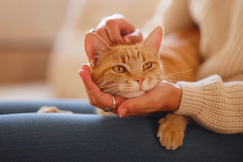 Are Cats Ticklish? Great Pet Care