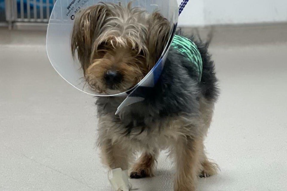Brooklyn Vets Save Dog Stabbed on New York City Streets Great Pet Care