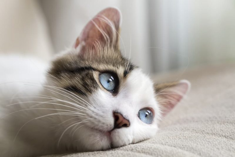 What Colors Can Cats See? Great Pet Care