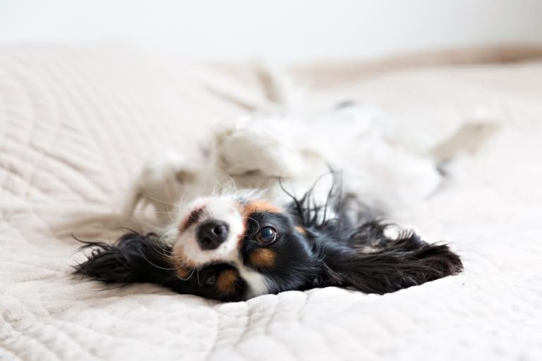 Why Does My Dog Pee on My Bed? Great Pet Care