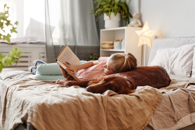 Why Does My Dog Pee on My Bed? Great Pet Care