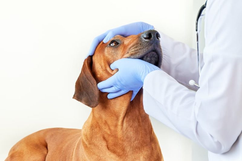 Jaundice in Dogs Great Pet Care