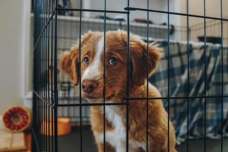 New puppy crying outlet at night in crate