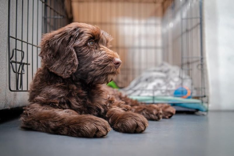 Puppy Crying in Crate What You Should Do Great Pet Care