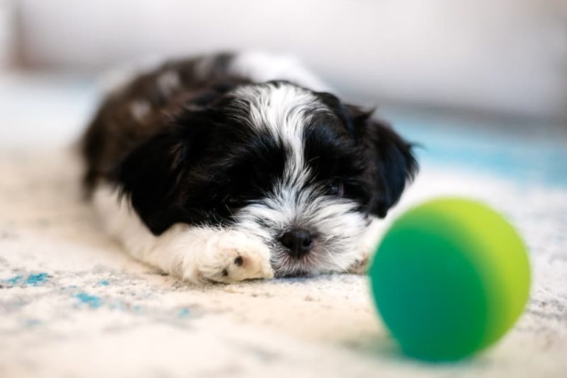 Puppy Crying in Crate What You Should Do Great Pet Care