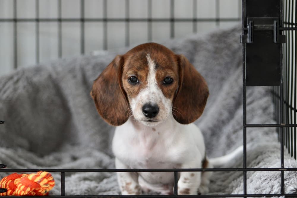 Dog cries clearance in crate