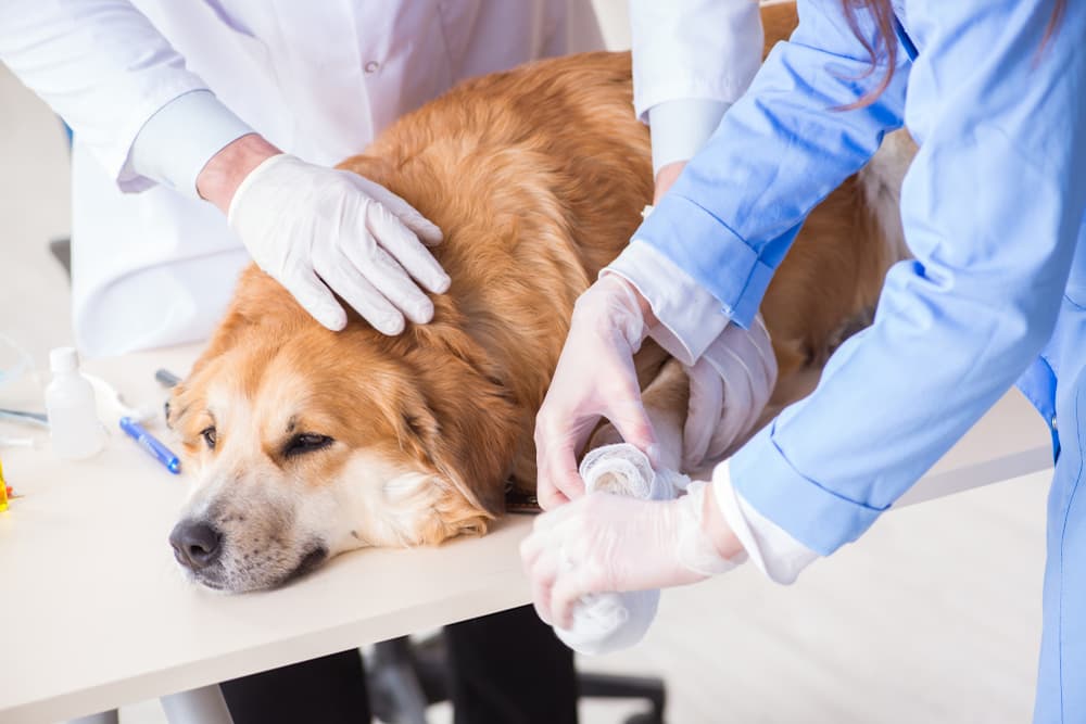 Tetanus in Dogs Great Pet Care