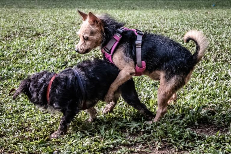 Spayed female sales dog humping