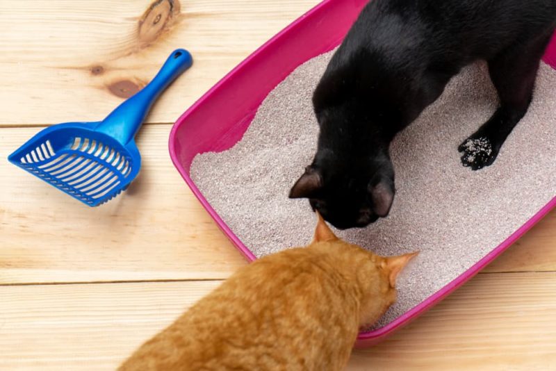 8 Types of Cat Litter A Complete Guide Great Pet Care