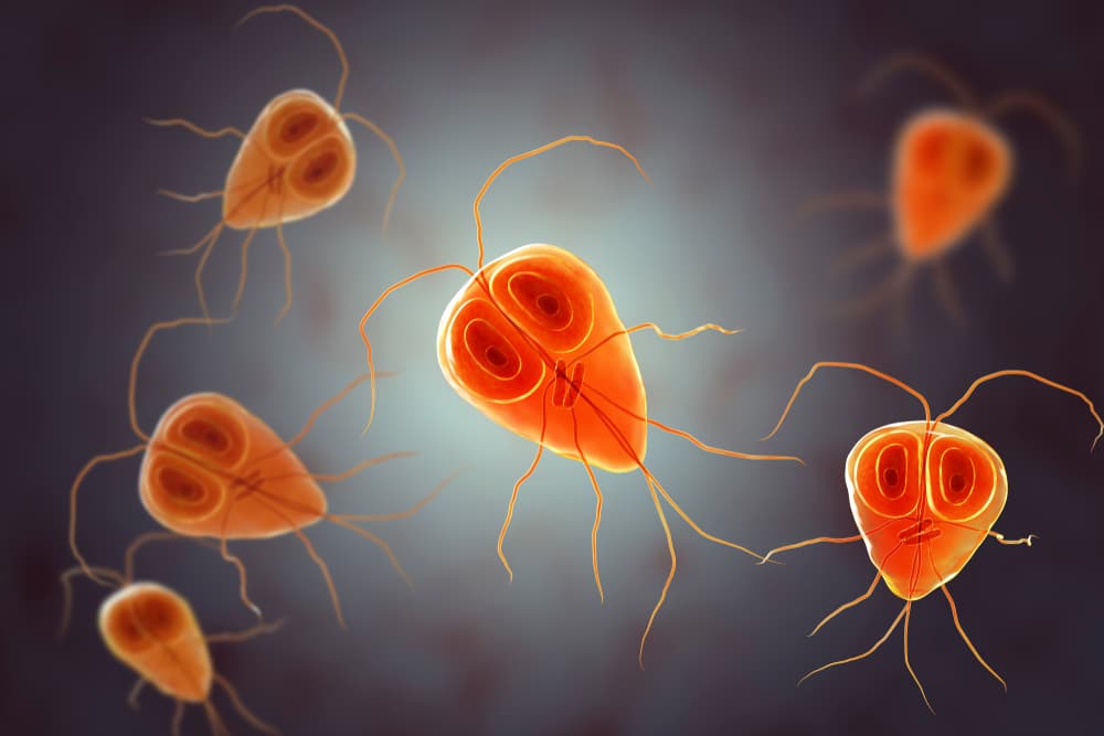 rendering of giardia parasite