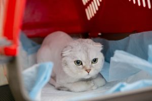 Picture of Incontinence in Cats | Great Pet Care