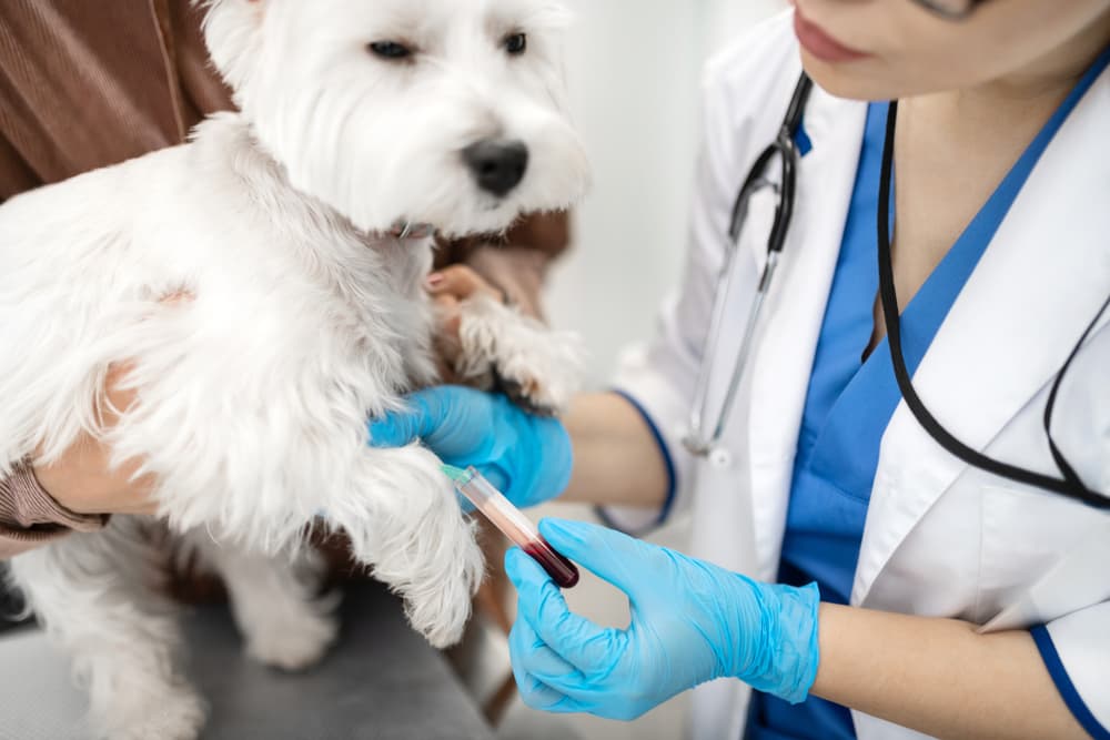 Vet doing dog's bloodwork