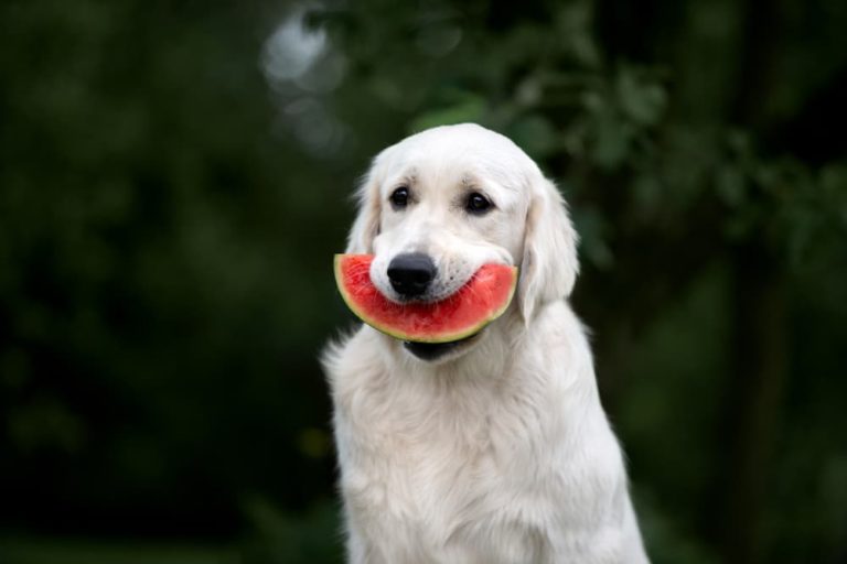 Golden Retriever with watermelon in mouth