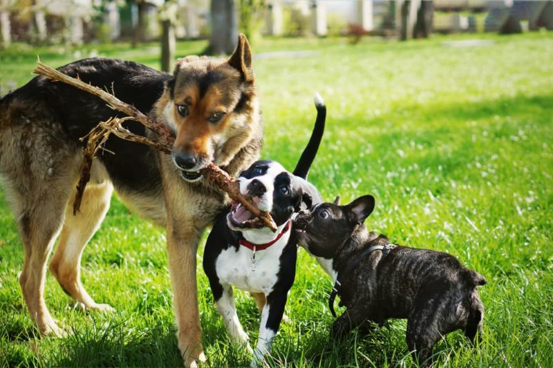 Why Do Dogs Like Sticks? Great Pet Care
