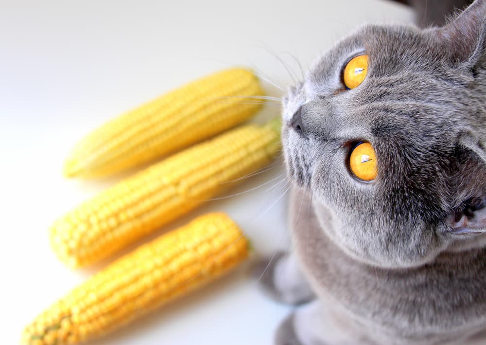 Cat eating clearance corn