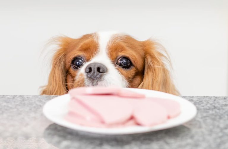 Is ham bad 2025 for dogs to eat