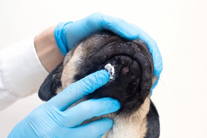Yeast Infections in Dogs Great Pet Care