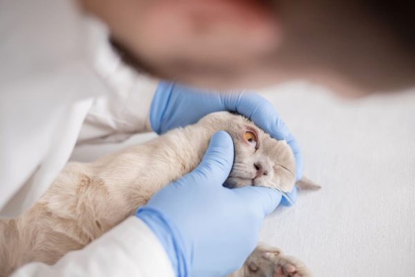 Horner's Syndrome in Cats | Great Pet Care
