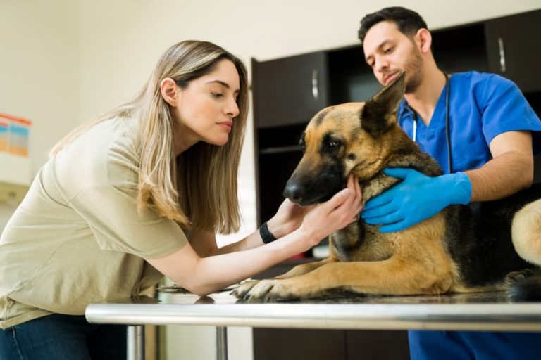 Chemotherapy for Dogs What to Expect Great Pet Care