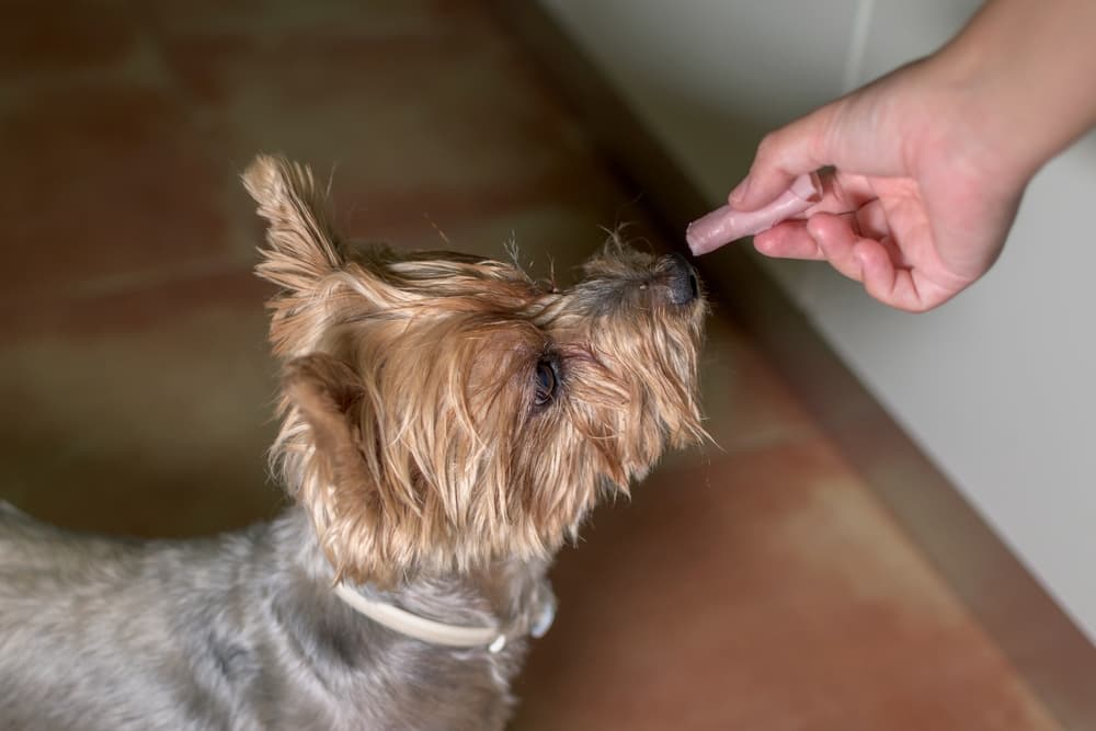 can you feed sliced deli turkey to a dog