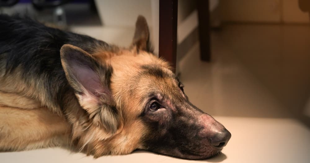 German Shepherd with hair loss